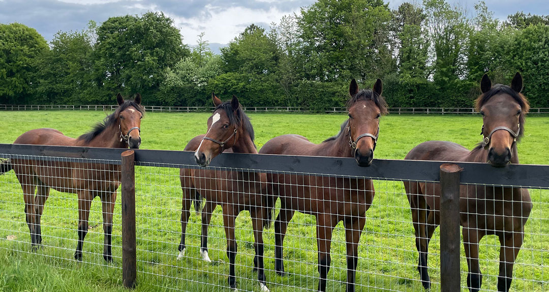 Equine Fencing Fencing in Kent